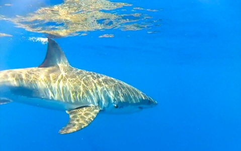 Video: Chloe’s year of fishing action!